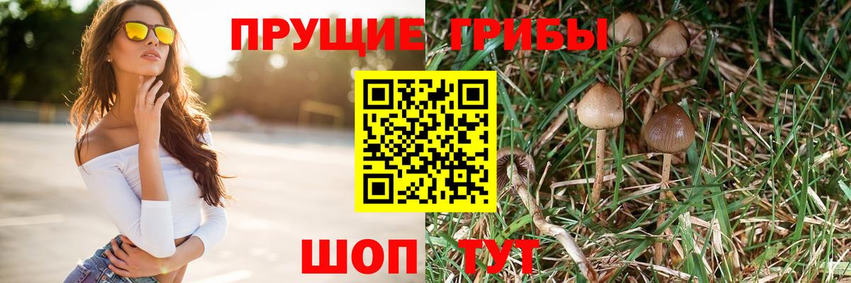 Галлюциногенные грибы Psilocybe Нижнекамск